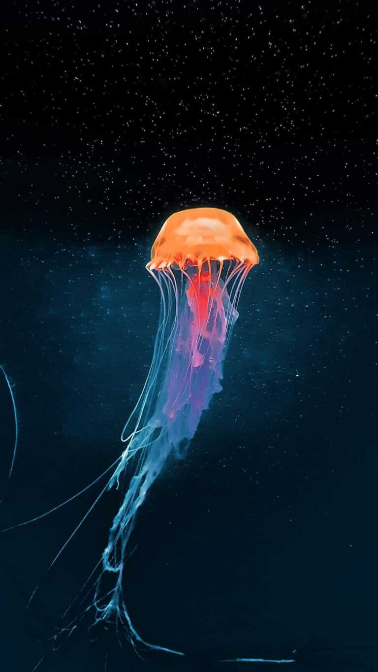 Jellyfish Wallpaper iXpap