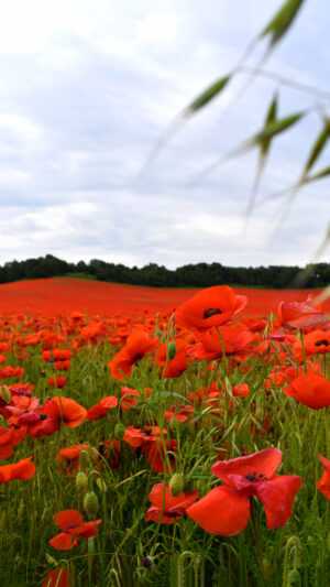 Remembrance Day Wallpaper