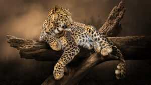 Leopard Wallpaper