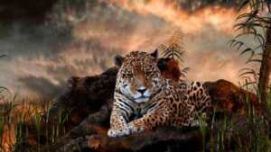 Leopard Wallpaper