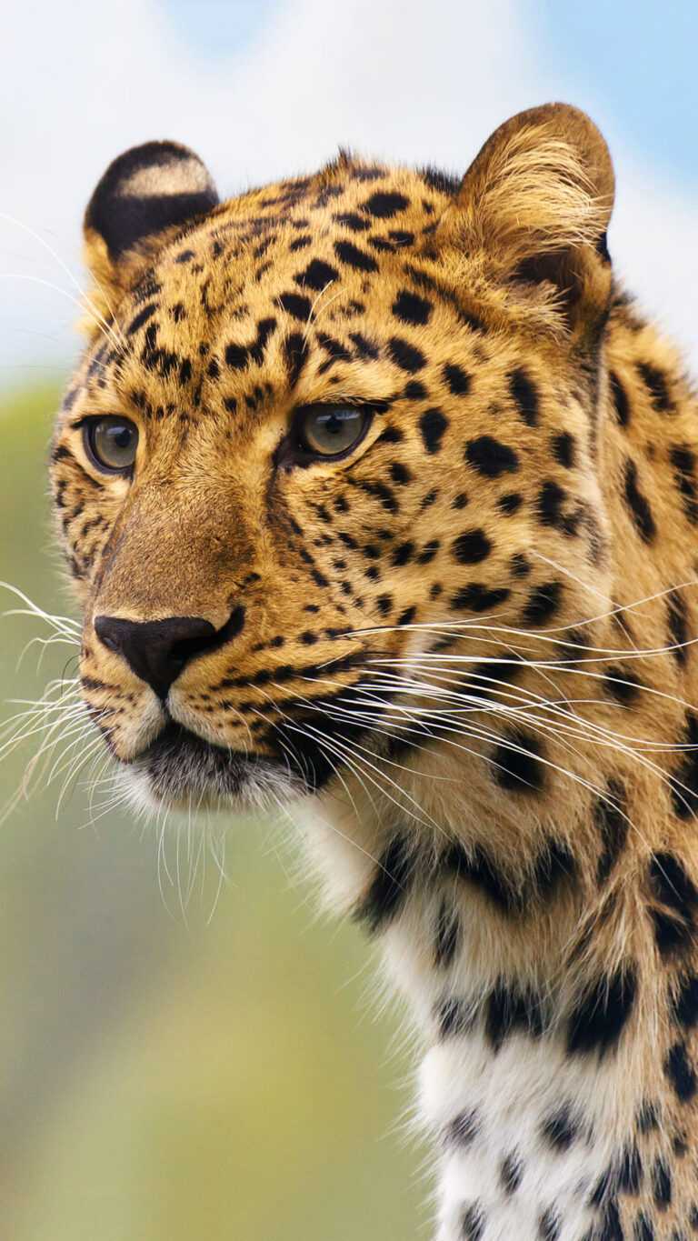 Leopard Wallpaper iXpap