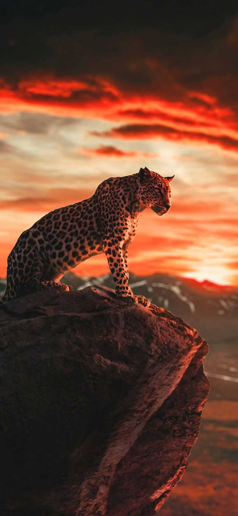 Cheetah Wallpaper - iXpap