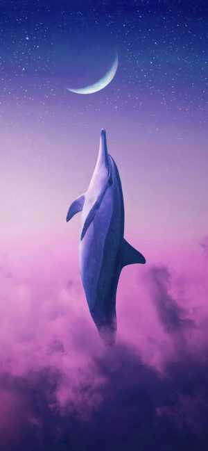 Dolphin Wallpaper