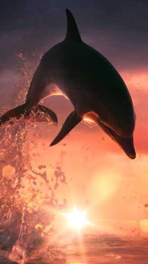 Dolphin Wallpaper