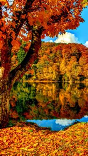 Herbst Wallpaper