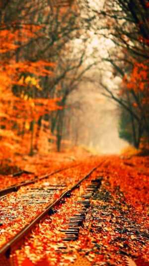 Herbst Wallpaper