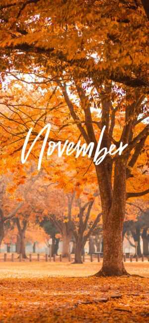 Hello November Wallpaper