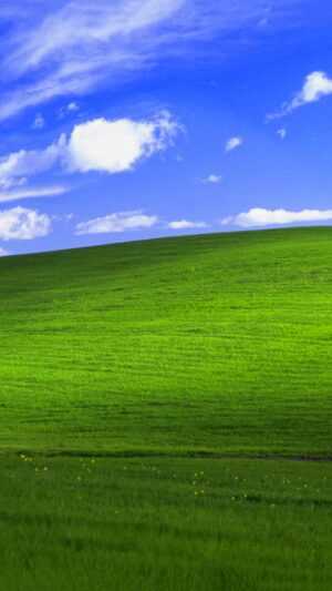 Windows XP Wallpaper