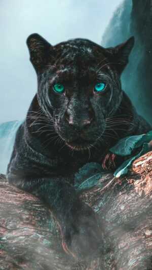 Panther Wallpaper