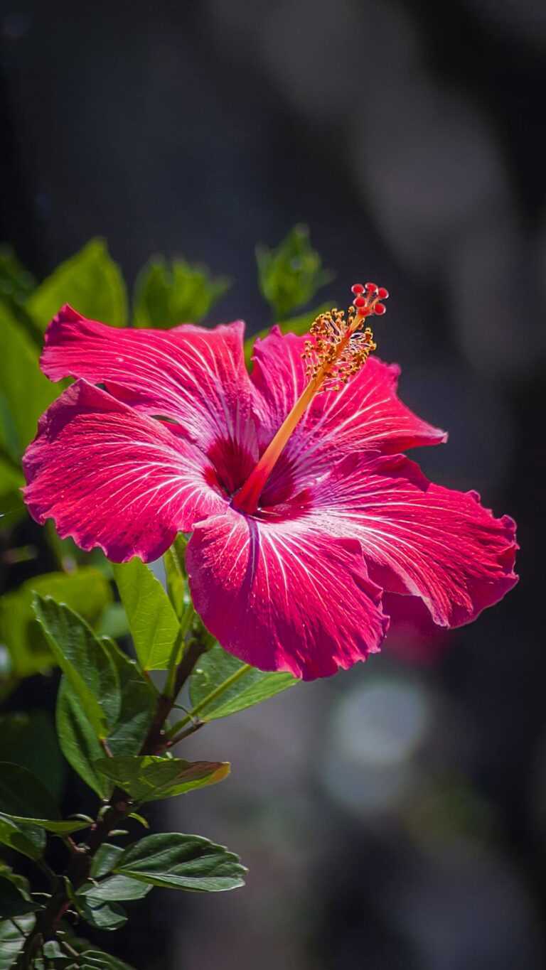 Hibiscus Wallpaper - iXpap