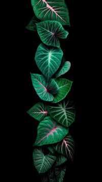 Green Leaf Wallpaper Ixpap