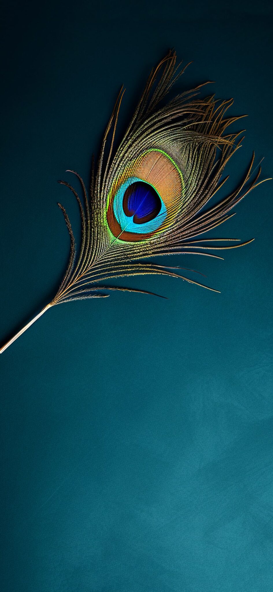 Peacock Feather Wallpaper - iXpap