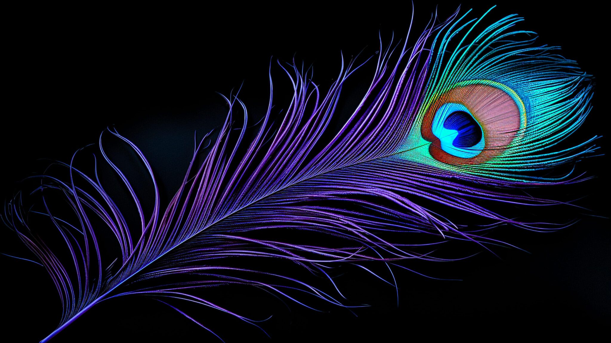 Peacock Feather Wallpaper - iXpap