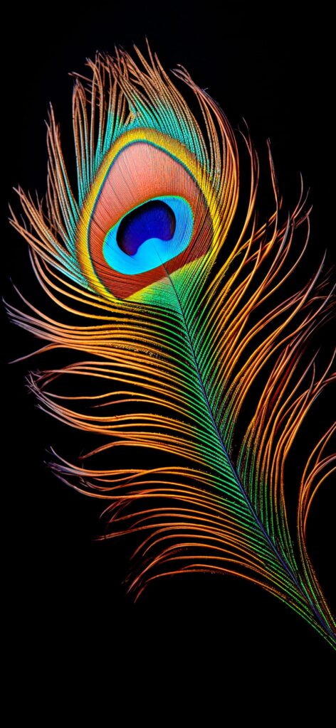 Peacock Feather Wallpaper - iXpap