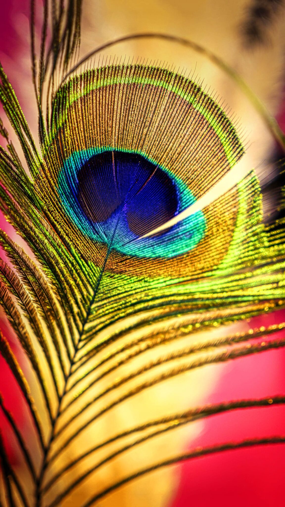 Peacock feather wallpaper ixpap
