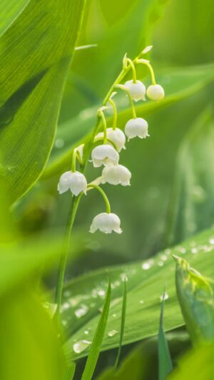 Muguet Wallpaper