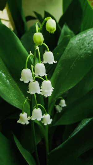 Muguet Wallpaper Muguet Wallpaper