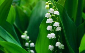 Muguet Wallpaper Muguet Wallpaper