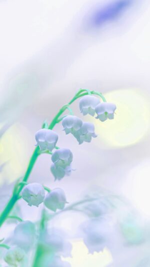 Muguet Wallpaper Muguet Wallpaper