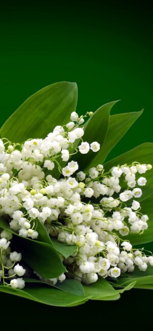 Muguet Wallpaper Muguet Wallpaper