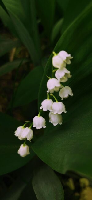 Muguet Wallpaper Muguet Wallpaper