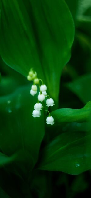 Muguet Wallpaper