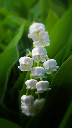 Muguet Wallpaper