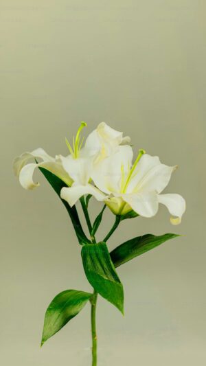 Muguet Wallpaper