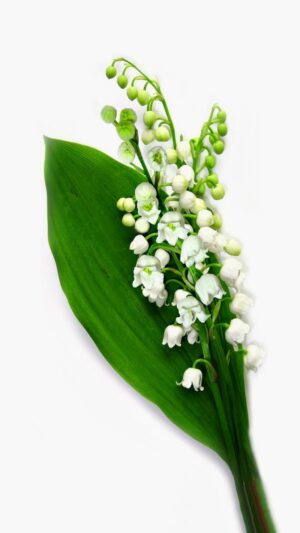 Muguet Wallpaper