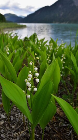 Muguet Wallpaper