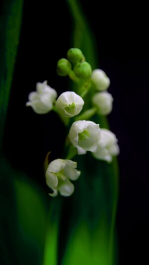 Muguet Wallpaper