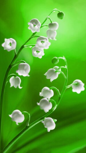 Muguet Wallpaper