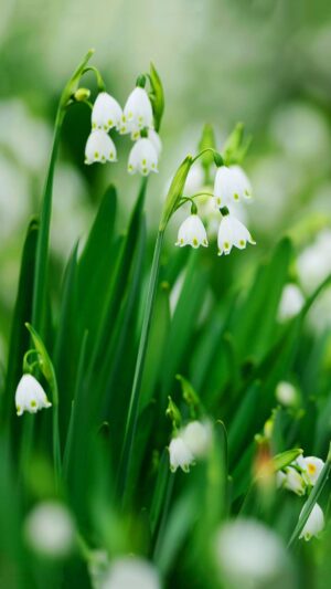 Muguet Wallpaper