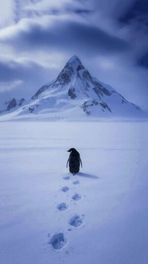 Penguin Mountain Wallpaper
