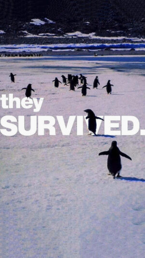 There Is No Way Back Penguin Wallpaper