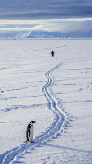 There Is No Way Back Penguin Wallpaper