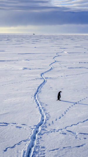 Viral Penguin Mountain Wallpaper