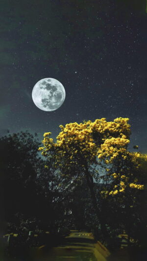 Moon Wallpaper Moon Wallpaper