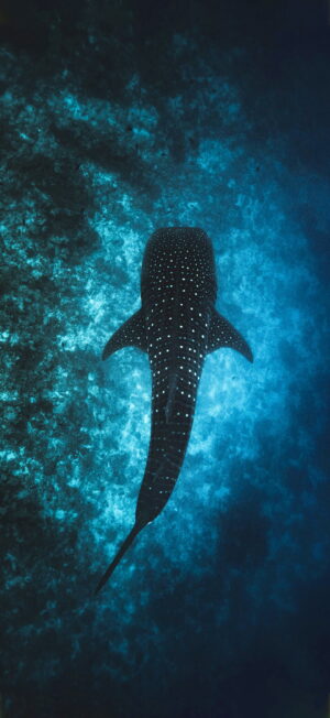 Shark Wallpaper