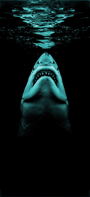 Shark Wallpaper