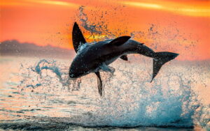 Shark Wallpaper