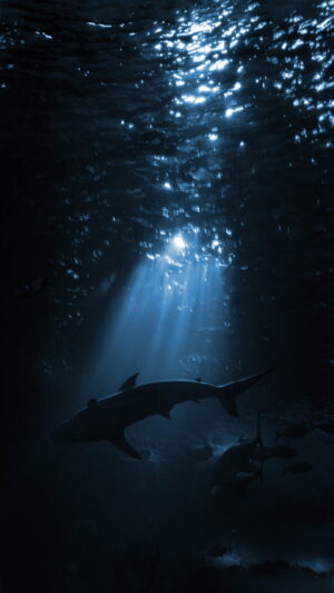 Shark Wallpaper