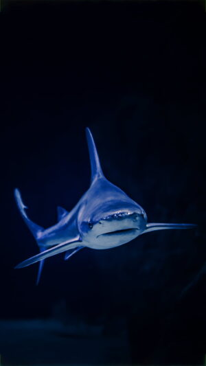 Shark Wallpaper