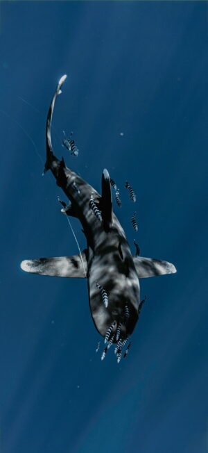 Shark Wallpaper
