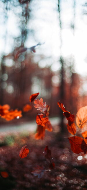 Fall Wallpaper