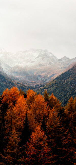 Fall Wallpaper