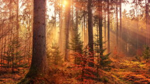 Fall Wallpaper Fall Wallpaper