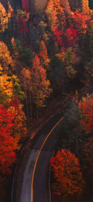 Fall Wallpaper