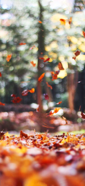 Fall Wallpaper