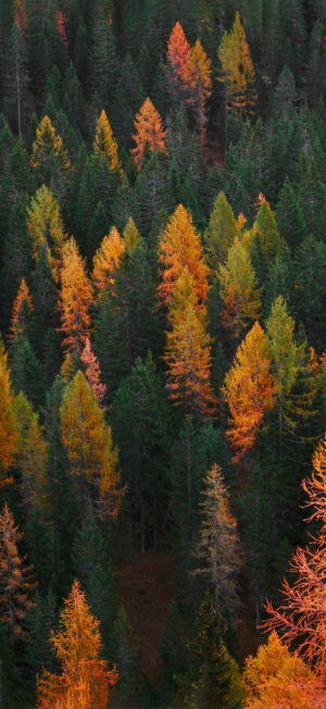 Fall Wallpaper